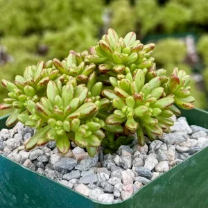 Dwarf Aeonium Sedifolium Live Succulent Plant - Rare 4" Pot - Image 2