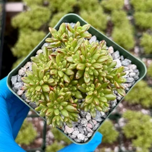 Dwarf Aeonium Sedifolium Live Succulent Plant - Rare 4