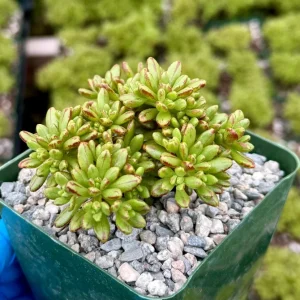 Dwarf Aeonium Sedifolium Live Succulent Plant - Rare 4" Pot - Image 1