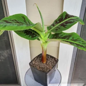 Dwarf Banana Live Plant, 5-9 in Tall - Compact Edible Musa Truly Tiny Variety - Image 2