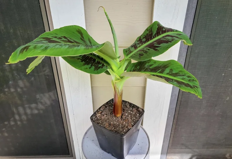 Dwarf Banana Live Plant, 5-9 in Tall - Compact Edible Musa Truly Tiny Variety - Image 2