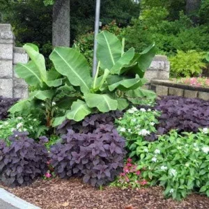 Dwarf Banana Live Plant, 5-9 in Tall - Compact Edible Musa Truly Tiny Variety - Image 3