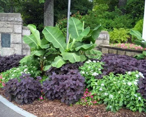 Dwarf Banana Live Plant, 5-9 in Tall - Compact Edible Musa Truly Tiny Variety - Image 3