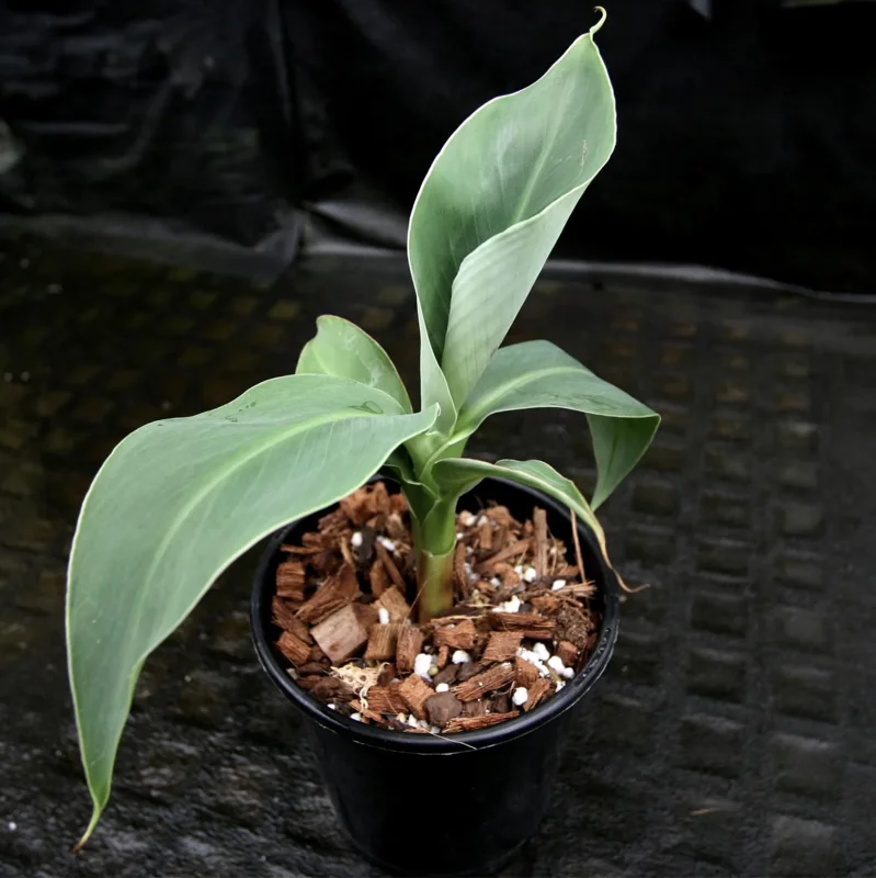 Dwarf Banana Live Plant, 5-9 in Tall - Compact Edible Musa Truly Tiny Variety - Image 4