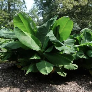 Dwarf Banana Live Plant, 5-9 in Tall - Compact Edible Musa Truly Tiny Variety - Image 6