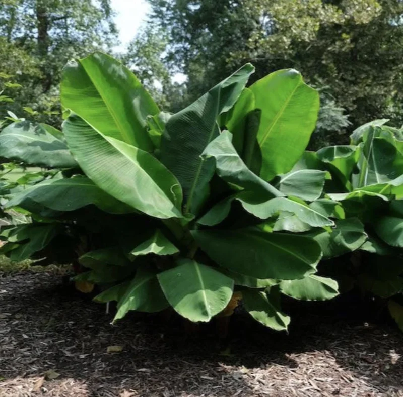 Dwarf Banana Live Plant, 5-9 in Tall - Compact Edible Musa Truly Tiny Variety - Image 6
