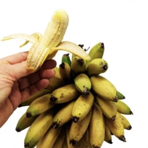 Dwarf Banana Live Plant, 5-9 in Tall - Compact Edible Musa Truly Tiny Variety - Image 1
