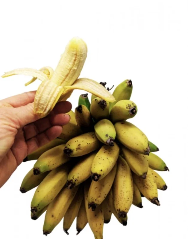 Dwarf Banana Live Plant, 5-9 in Tall - Compact Edible Musa Truly Tiny Variety - Image 1