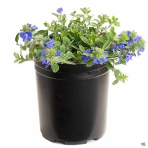Dwarf Blue Daze Evolvulus 'Beach Bum' Live Plants (5-9") - Pack of 2 - Image 2