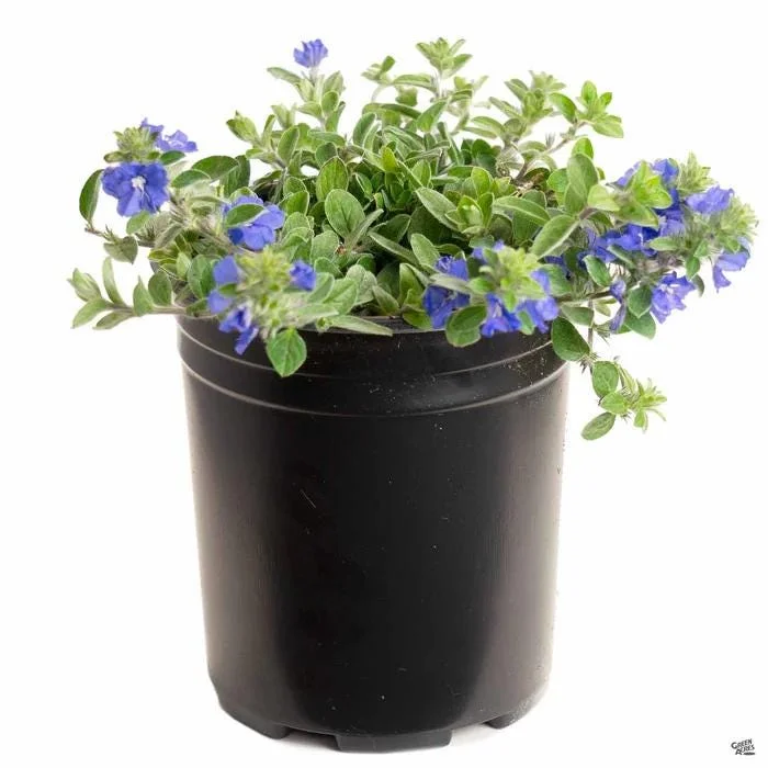 Dwarf Blue Daze Evolvulus 'Beach Bum' Live Plants (5-9") - Pack of 2 - Image 2
