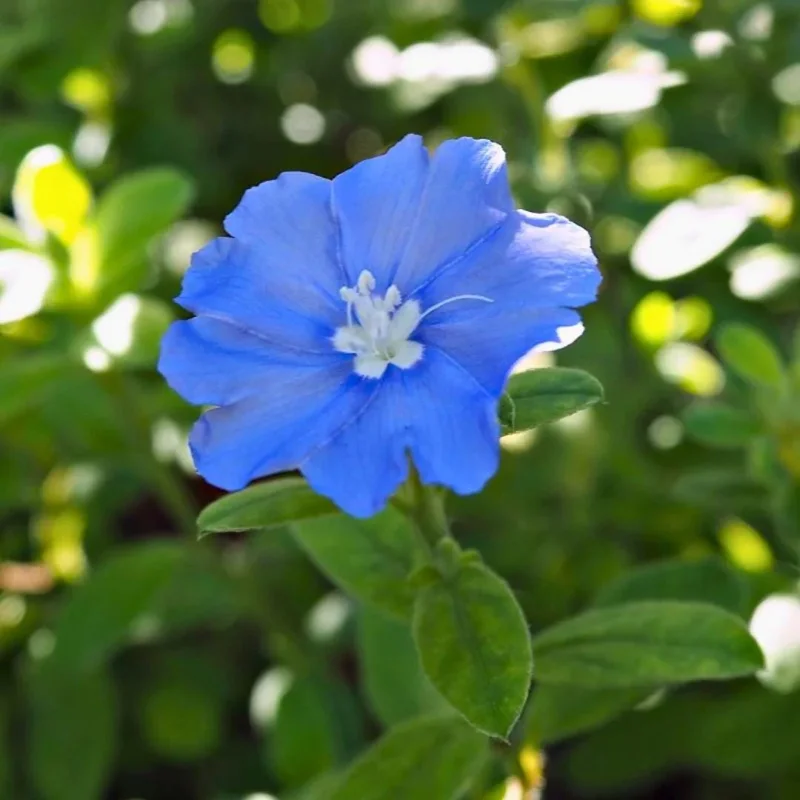 Dwarf Blue Daze Evolvulus 'Beach Bum' Live Plants (5-9") - Pack of 2 - Image 3