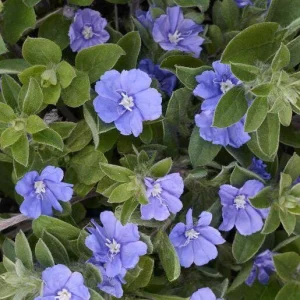 Dwarf Blue Daze Evolvulus 'Beach Bum' Live Plants (5-9