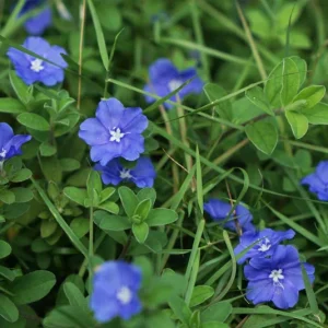 Dwarf Blue Daze Evolvulus 'Beach Bum' Live Plants (5-9