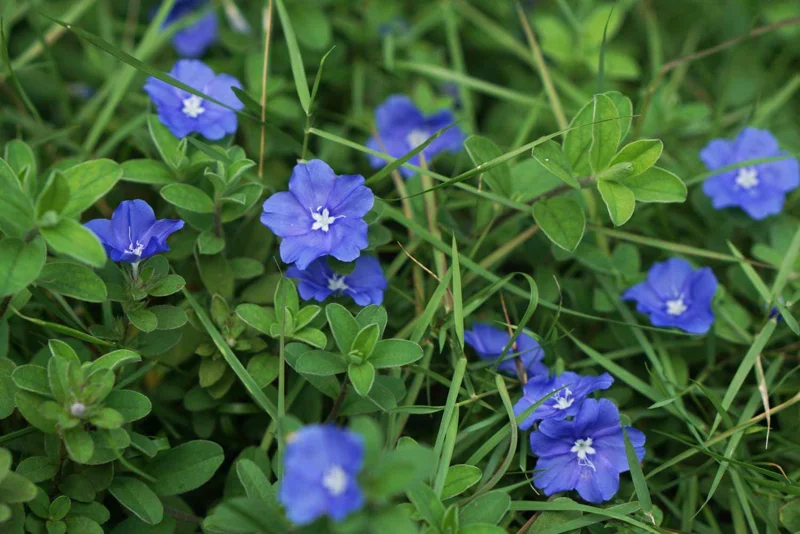 Dwarf Blue Daze Evolvulus 'Beach Bum' Live Plants (5-9") - Pack of 2 - Image 5