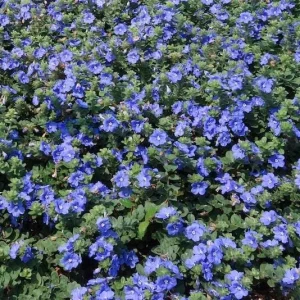 Dwarf Blue Daze Evolvulus 'Beach Bum' Live Plants (5-9