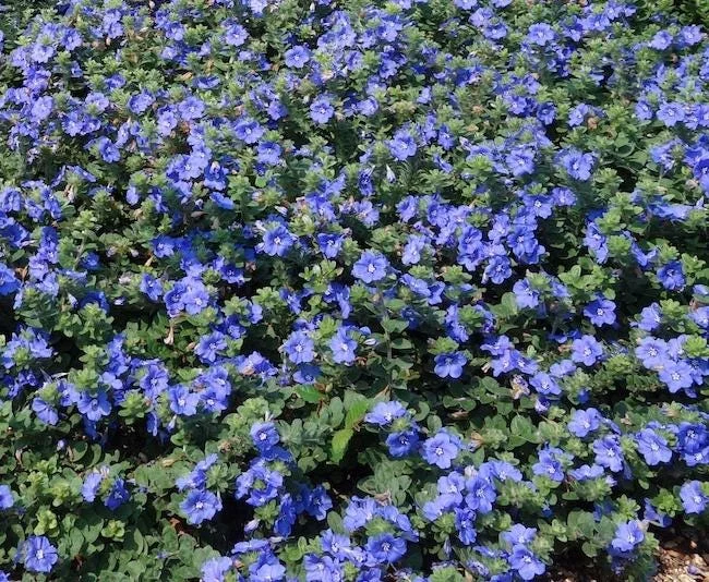 Dwarf Blue Daze Evolvulus 'Beach Bum' Live Plants (5-9") - Pack of 2 - Image 6