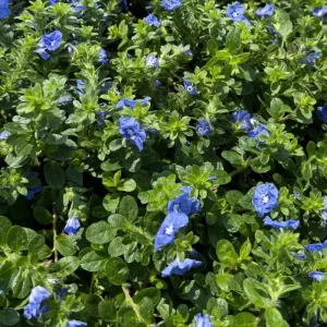 Dwarf Blue Daze Evolvulus 'Beach Bum' Live Plants (5-9