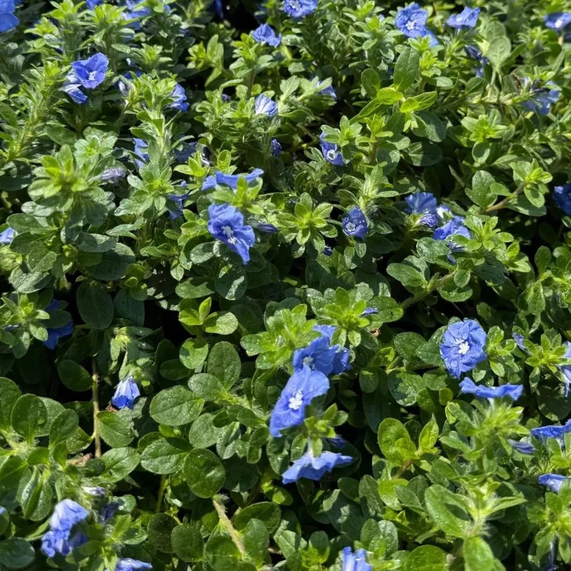 Dwarf Blue Daze Evolvulus 'Beach Bum' Live Plants (5-9") - Pack of 2 - Image 7