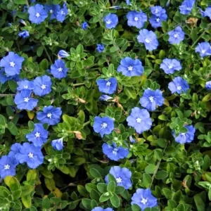 Dwarf Blue Daze Evolvulus 'Beach Bum' Live Plants (5-9