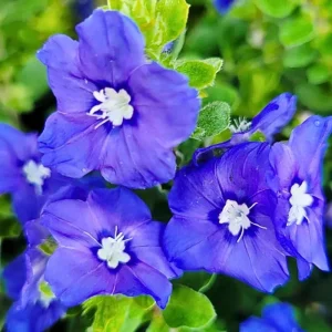 Dwarf Blue Daze Evolvulus 'Beach Bum' Live Plants (5-9") - Pack of 2 - Image 1