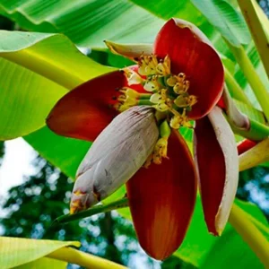 Dwarf Cavendish Banana Live Plant – 1 Gallon Pot – Indoor/Outdoor Fruit Tree - Image 2
