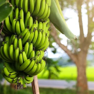 Dwarf Cavendish Banana Live Plant – 1 Gallon Pot – Indoor/Outdoor Fruit Tree - Image 3