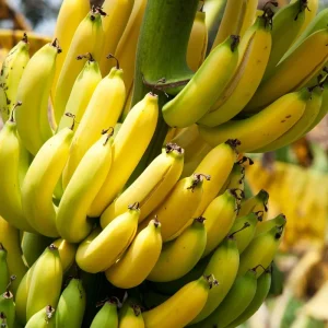 Dwarf Cavendish Banana Live Plant – 1 Gallon Pot – Indoor/Outdoor Fruit Tree - Image 1