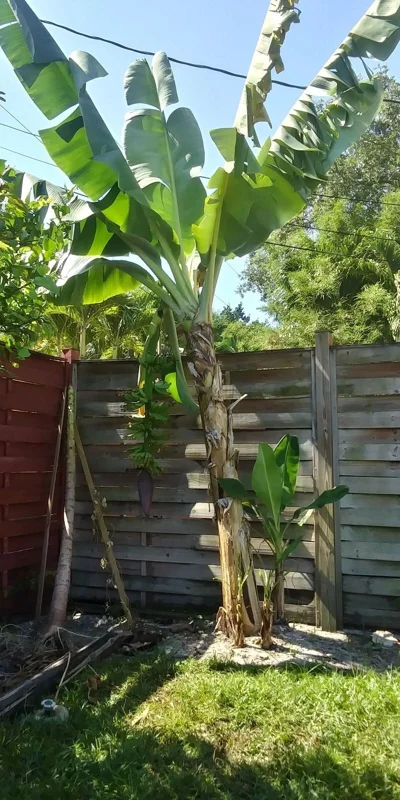 Dwarf Cavendish Banana Tree Live Plant - Musa, Edible Fruit, 8-10 Inches Tall, Outdoor - Image 2