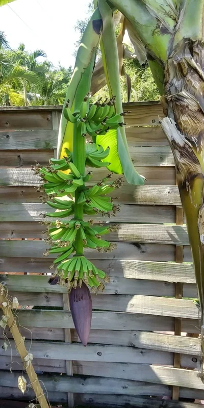 Dwarf Cavendish Banana Tree Live Plant - Musa, Edible Fruit, 8-10 Inches Tall, Outdoor - Image 3