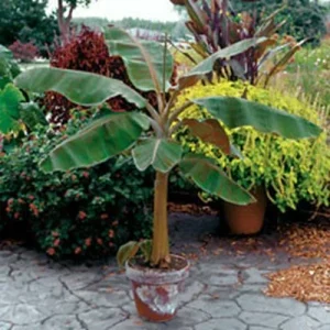 Dwarf Cavendish Banana Tree Live Plant - Musa, Edible Fruit, 8-10 Inches Tall, Outdoor - Image 4