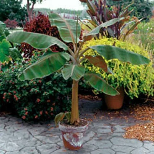 Dwarf Cavendish Banana Tree Live Plant - Musa, Edible Fruit, 8-10 Inches Tall, Outdoor - Image 1