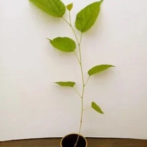 Dwarf Everbearing Mulberry Tree Live Plant - Starter Fruit Tree - 10-15 ft - Image 2