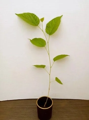 Dwarf Everbearing Mulberry Tree Live Plant - Starter Fruit Tree - 10-15 ft - Image 2