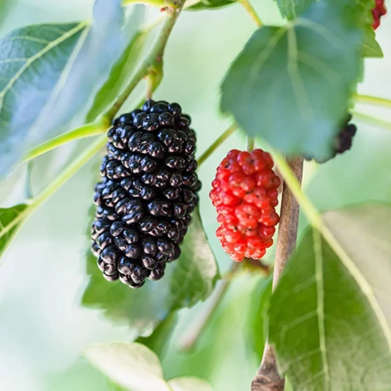 Dwarf Everbearing Mulberry Tree Live Plant - Starter Fruit Tree - 10-15 ft - Image 1