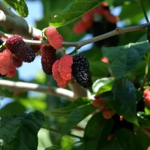 Dwarf Everbearing Mulberry Tree Live Plant - Starter Fruit Tree - 10-15 ft - Image 3