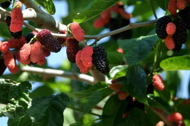 Dwarf Everbearing Mulberry Tree Live Plant - Starter Fruit Tree - 10-15 ft - Image 3