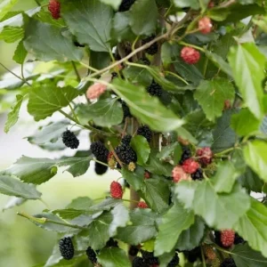 Dwarf Everbearing Mulberry Tree Live Plant - Starter Fruit Tree - 10-15 ft - Image 4