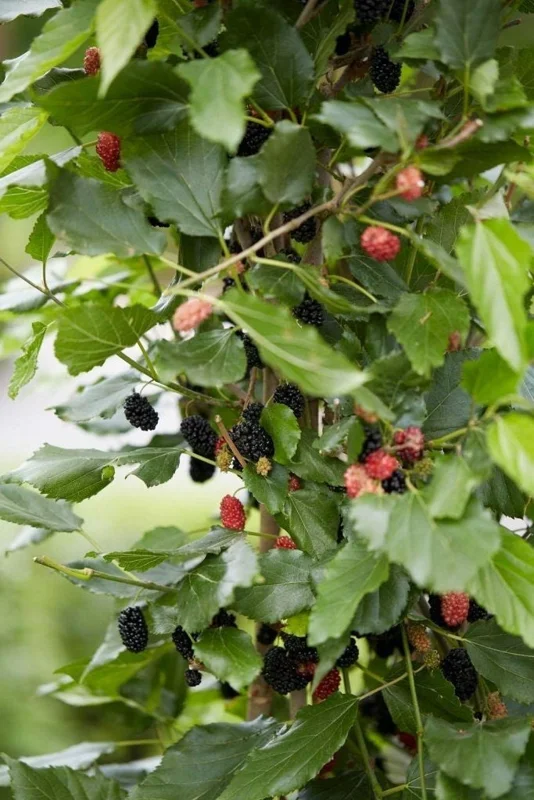 Dwarf Everbearing Mulberry Tree Live Plant - Starter Fruit Tree - 10-15 ft - Image 4