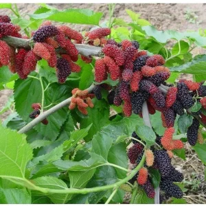 Dwarf Everbearing Mulberry Tree Live Plant - Starter Fruit Tree - 10-15 ft - Image 5
