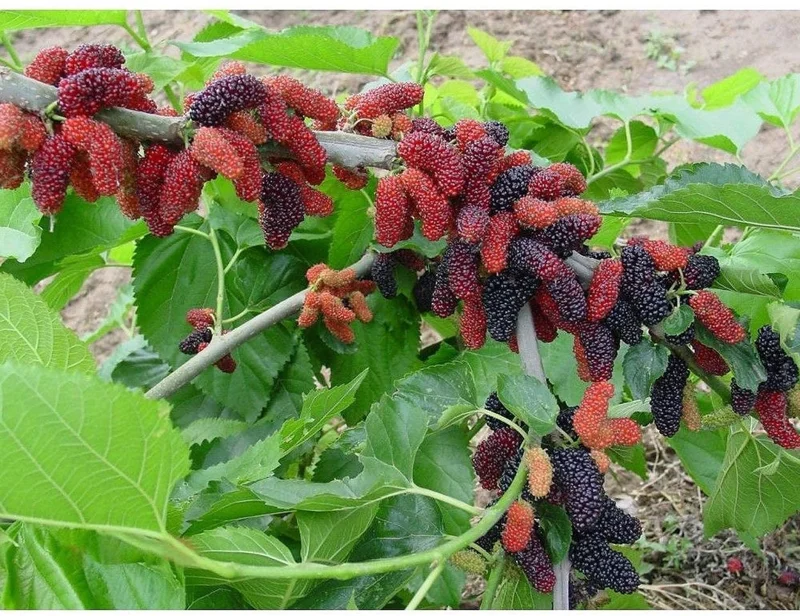 Dwarf Everbearing Mulberry Tree Live Plant - Starter Fruit Tree - 10-15 ft - Image 5