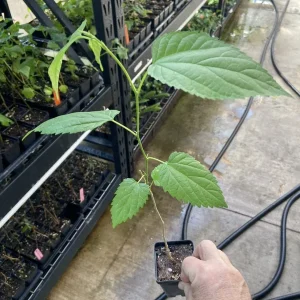 Dwarf Everbearing Mulberry Tree - Morus nigra Live Plant, Edible Fruit, 10 in Seedling, Outdoor - Image 4