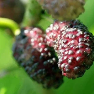 Dwarf Everbearing Mulberry Tree - Morus nigra Live Plant, Edible Fruit, 10 in Seedling, Outdoor - Image 1