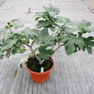 Dwarf Fig Tree - Ficus carica Live Plant - 4-6 Inch Starter - Indoor/Outdoor Fruit Tree - Image 2