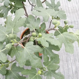 Dwarf Fig Tree - Ficus carica Live Plant - 4-6 Inch Starter - Indoor/Outdoor Fruit Tree - Image 3