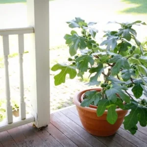 Dwarf Fignomenal Fig Live Plant - Starter Tree, 6-8 Inch - Outdoor Fruit Shrub - Image 1