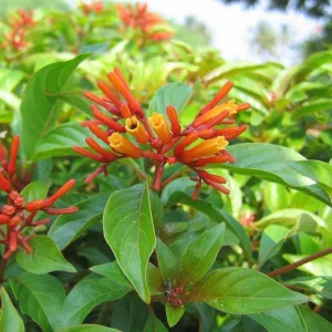Dwarf Mexican Firebush 'Firefly' Live Plants 2-Pack, 5-9" Tall - Hamelia Patens - Hummingbird Magnet - Image 2