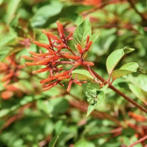Dwarf Mexican Firebush 'Firefly' Live Plants 2-Pack, 5-9