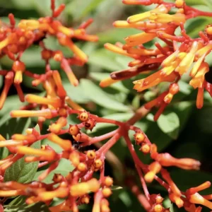 Dwarf Mexican Firebush 'Firefly' Live Plants 2-Pack, 5-9