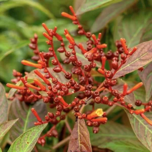 Dwarf Mexican Firebush 'Firefly' Live Plants 2-Pack, 5-9