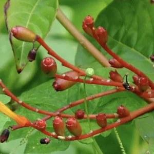Dwarf Mexican Firebush 'Firefly' Live Plants 2-Pack, 5-9